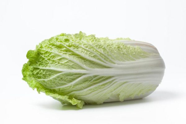 Chinese cabbage Season Harvest Chinese cabbage Season Harvest